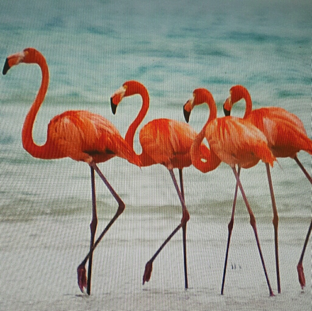 Meet your Posher, Michele